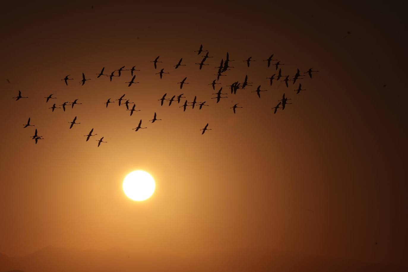 Picture special: flamingos arrive at mouth of river in middle of Malaga city