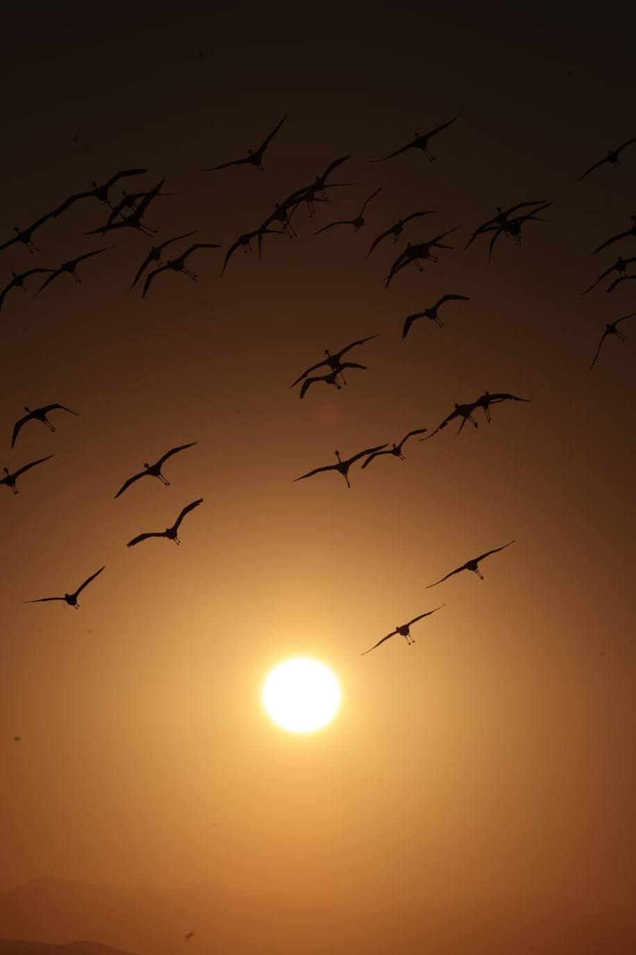 Picture special: flamingos arrive at mouth of river in middle of Malaga city