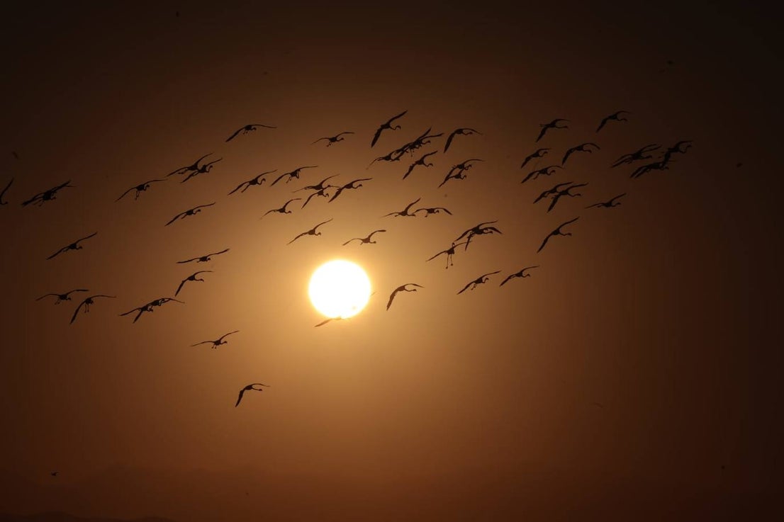 Picture special: flamingos arrive at mouth of river in middle of Malaga city
