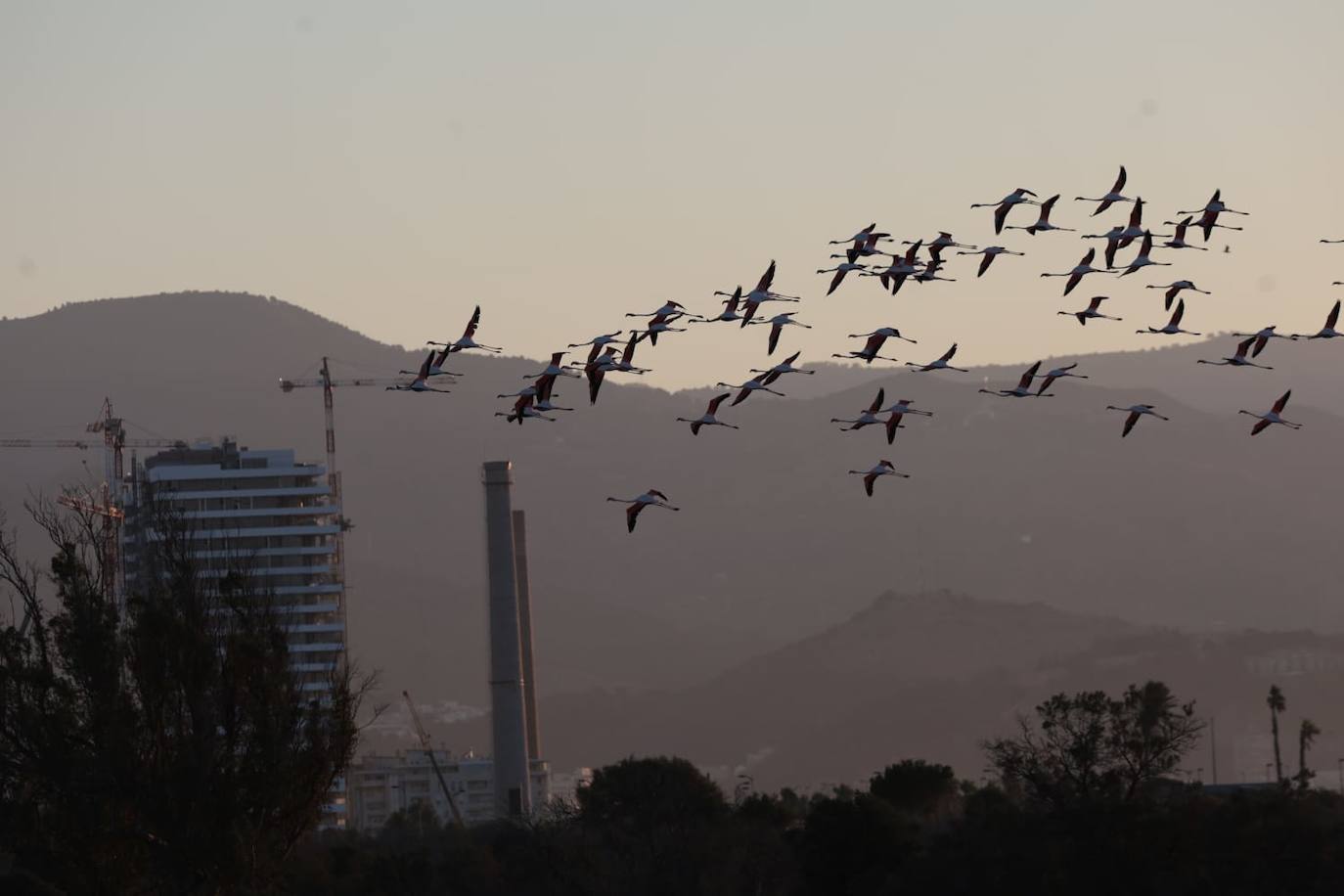 Picture special: flamingos arrive at mouth of river in middle of Malaga city