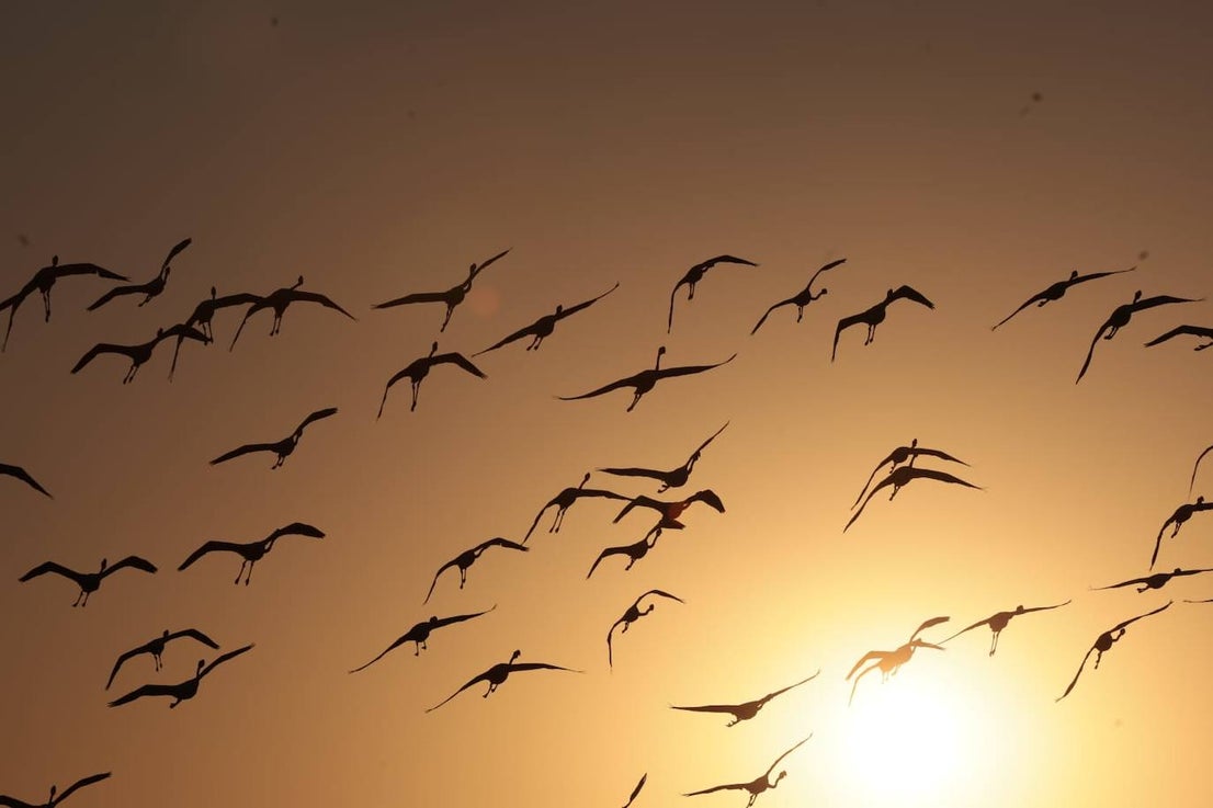 Picture special: flamingos arrive at mouth of river in middle of Malaga city