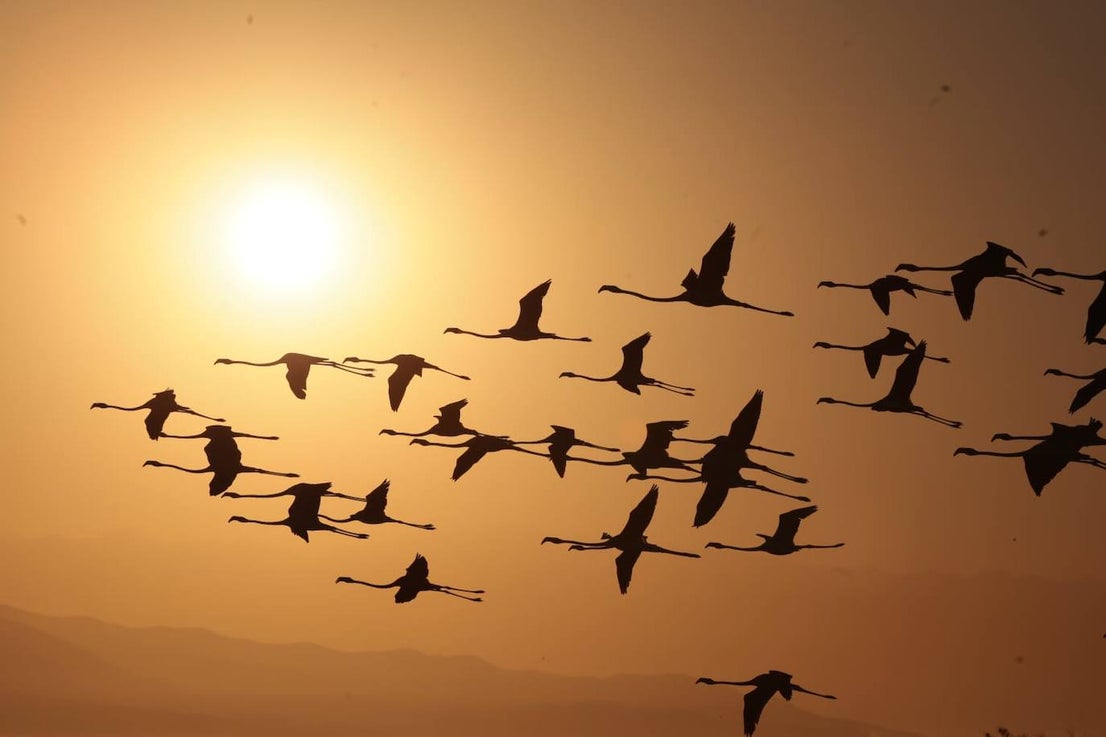 Picture special: flamingos arrive at mouth of river in middle of Malaga city