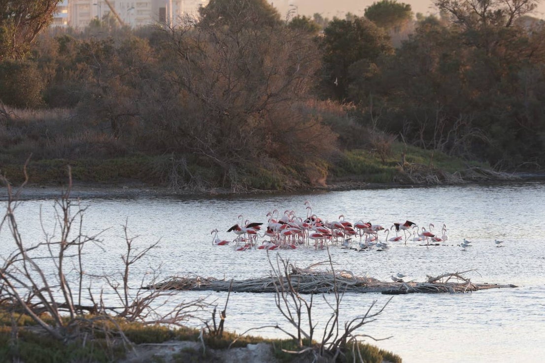 Picture special: flamingos arrive at mouth of river in middle of Malaga city