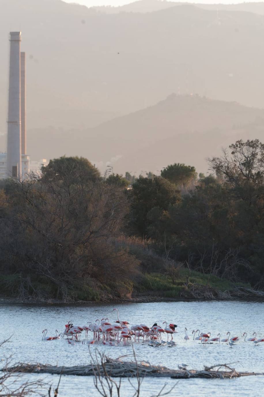 Picture special: flamingos arrive at mouth of river in middle of Malaga city