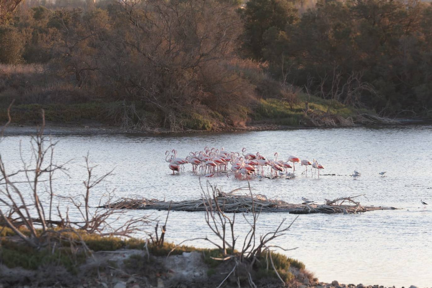Picture special: flamingos arrive at mouth of river in middle of Malaga city