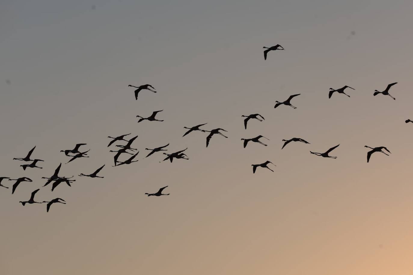 Picture special: flamingos arrive at mouth of river in middle of Malaga city