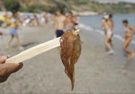 Jellyfish detected on several beaches of the Costa del Sol