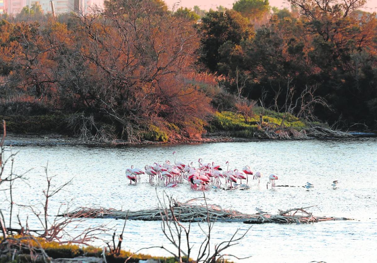 Flamingos at the mouth of the Guadalhorce river in Malaga city.