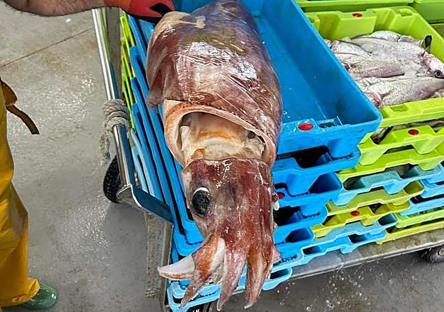 The giant squid on auction in the fish market