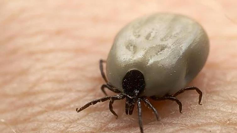 Tick infestation reaches Andalucía region, which is on alert for Lyme disease