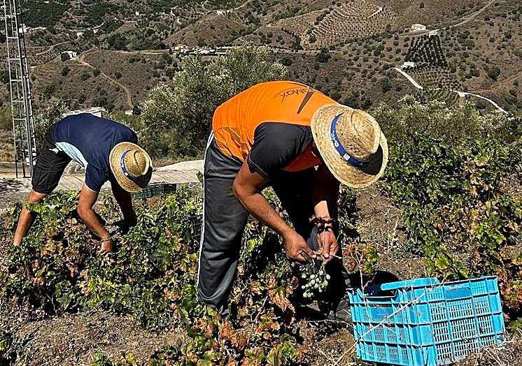 Imagen principal - Top, Bodegas Bentomíz in Sayalonga; bottom a water tank system and digging a hole to install one.