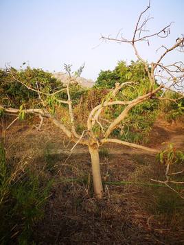 Growers at the Vega de Maro are looking in to replacing dying avocado trees with drought resistant crops.