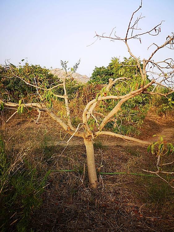 Finding solutions to the drought crisis