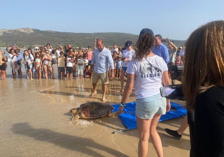 Five loggerhead turtles recovered from Bolonia beach are returned to their natural environment
