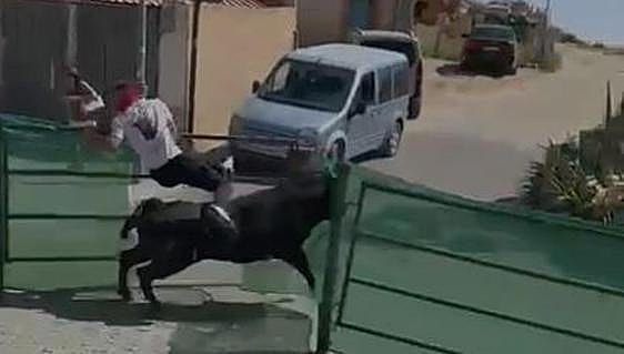Three animals that escaped from bull-running event in Andalucía shot dead by police
