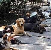 Do you have a pet dog at home? From September you will have to take out compulsory insurance in Spain