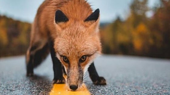 Beware of animals straying onto the roads in Spain, and this is what you are legally obliged to do if you hit one