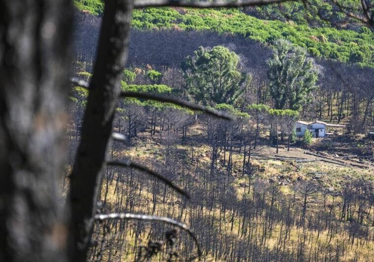 Scorched area of Sierra Bermeja after the 2021 fire.