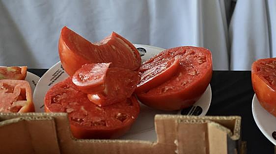 Almost 2,000 euros bid for best lote of bull's ball tomatoes at annual competition in Coín