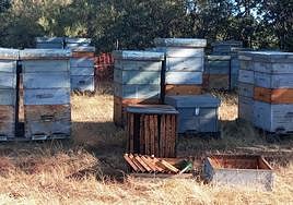 Hives destroyed by a bear in Ferreras del Puerto.