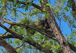 Experts called in to rescue endangered Iberian lynx wild cat from a tree in Andalucía