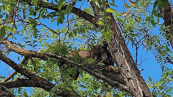 Experts called in to rescue endangered Iberian lynx wild cat from a tree in Andalucía
