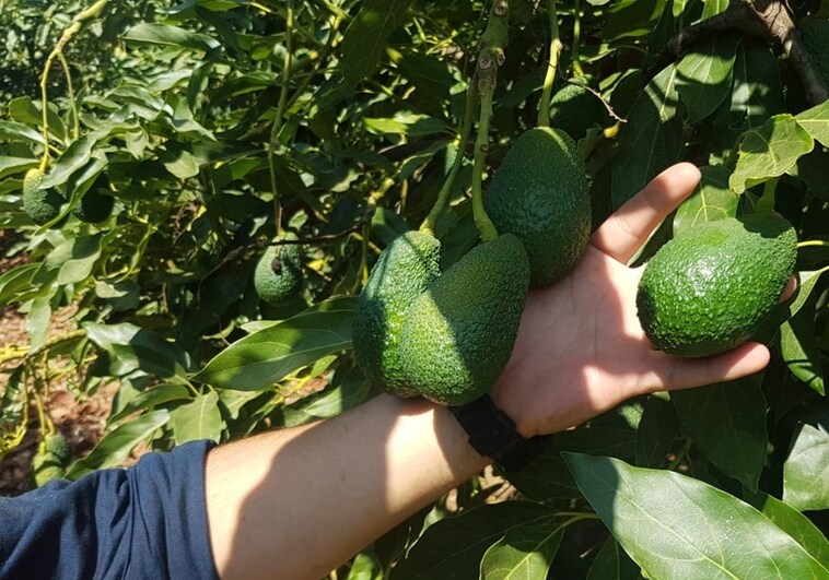 Picture taken during the avocado harvest in Malaga.