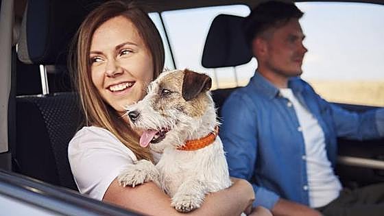 A fine of up to 500 euros and six penalty points on your licence if your pet travels like this in the car