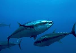 Bluefin tuna fishing season ends off Gib