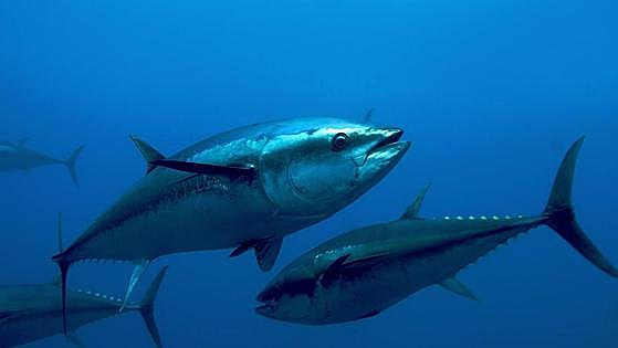Bluefin tuna fishing season ends off Gib