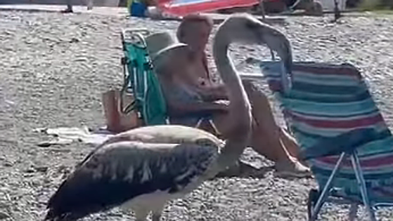 Watch the moment a flamingo surprised beachgoers on the south coast of Spain
