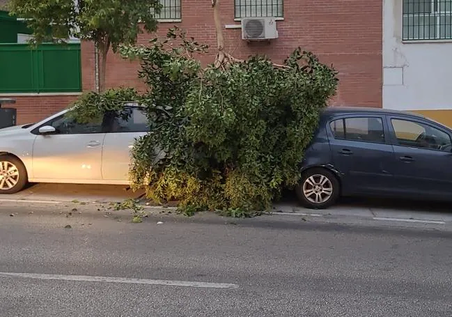 Fallen tree branches in Malaga city