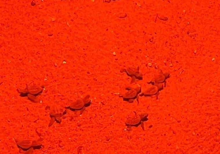 Watch as more than 30 loggerhead turtles hatch on Costa del Sol beach