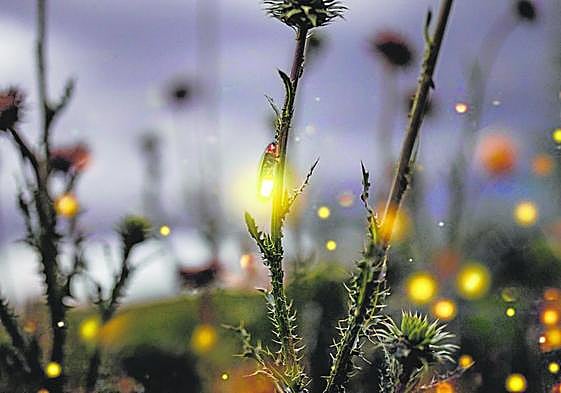 A firefly lights up at twilight.