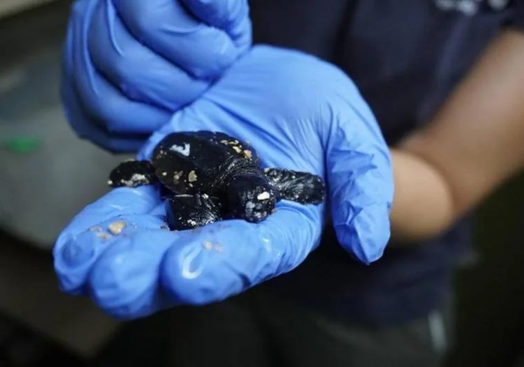 More than 50 loggerhead turtles hatch on Marbella beach with great ...