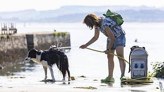 Spain's new animal welfare law: how much will liability insurance for dogs cost and what are the fines for not having it?