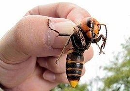 The velutina wasp, or 'Asian hornet'.