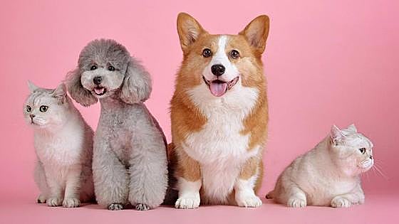 Torremolinos to create new register of pets