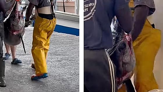 72-kilo swordfish caught off the coast of Granada