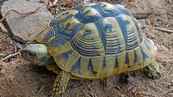 Tortoise released into Gibraltar's National Park to repopulate