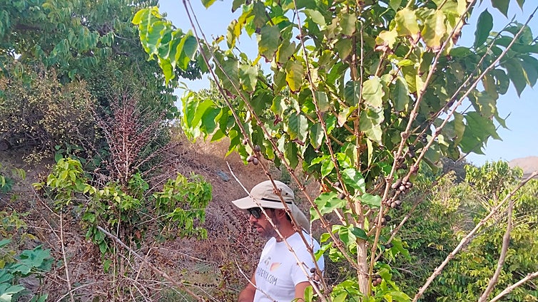 1 October: International Coffee Day at Europe's only coffee plantation