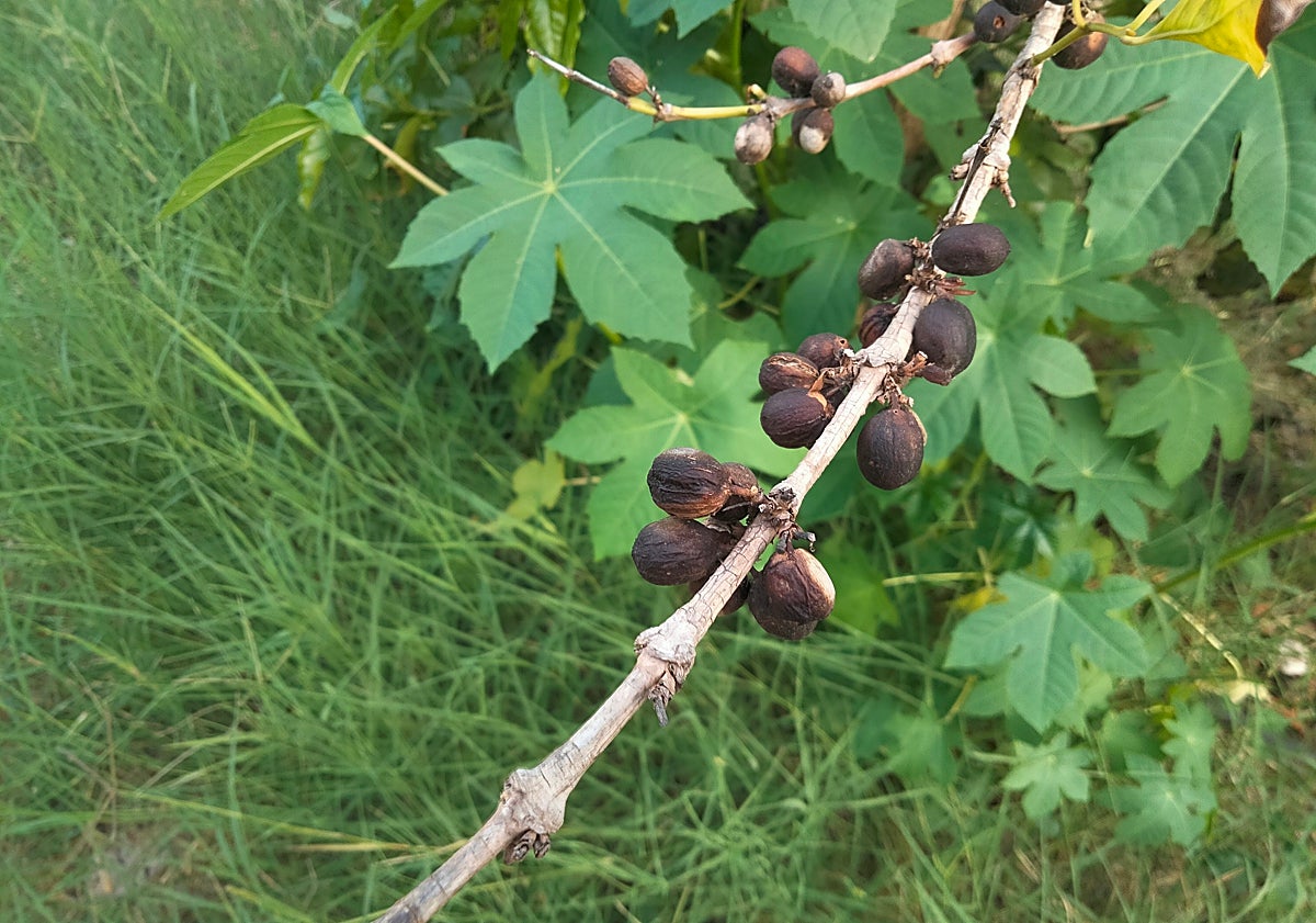 Imagen principal - At the farm: growing and drying.