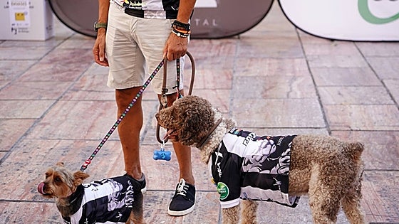 Fines of 200,000 euros for illegally selling puppies and 10,000 for tying up a dog outside a shop come into effect in Spain