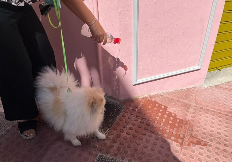 More than 400 owners face fines for not picking up their pet's poop or not diluting the animal's wee on pavements in Mijas