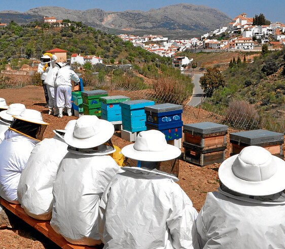 A guided visit organised by Colmenar’s honey museum.