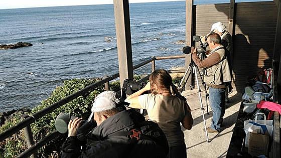 Nine perfect places for bird-watching in Malaga