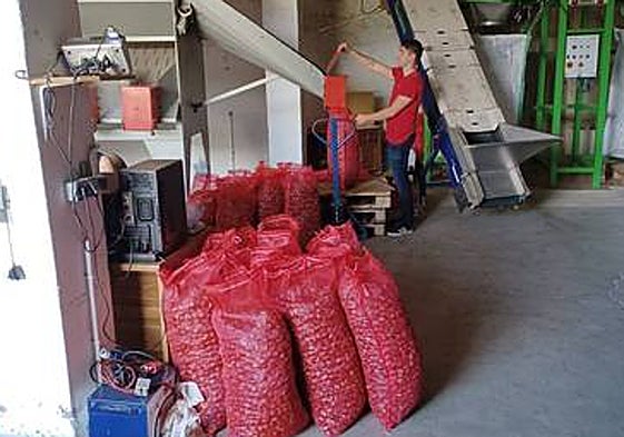Drought and high temperatures hit the chestnut harvest in Malaga's Genal valley