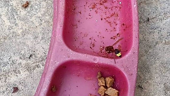 Malaga city, Marbella, Mijas and now Ronda: Oriental hornet continues its advance across the province