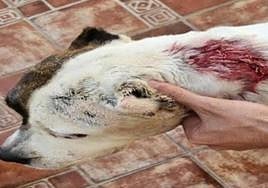 The pet required veterinary treatment after its neck was slashed with a knife.
