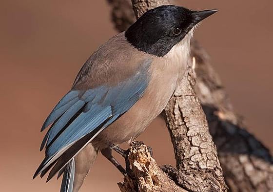 Iberian magpie.